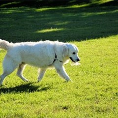 Greatdoghealth