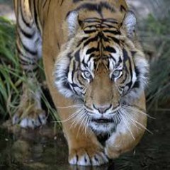 WILDLIFE SAFARI