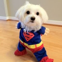 I love dogs