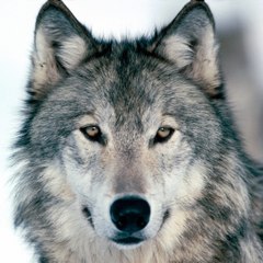 Le Roi des Loups