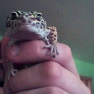 benjamin