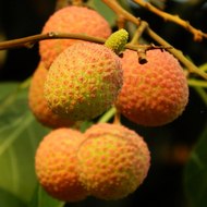 LyChee