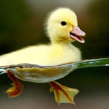 Lets Fly