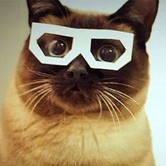 Funny-Animals
