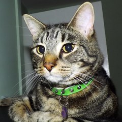 Indi