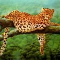 Animals