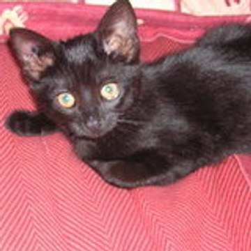 burmette