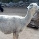 huapi fauna3