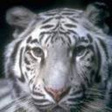 Vander Arjun