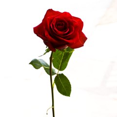 Isabelrzone Rosemarytee5