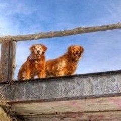 Animals