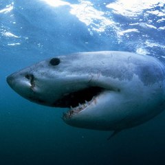 Underwaterworld777
