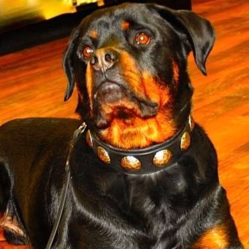 Teamk9