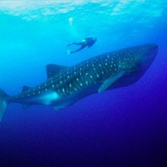 A Galz Movie Channel