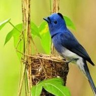 English Learning Tips