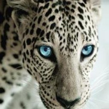 Funny Sports Moments