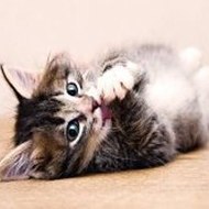 The Rose Of Versailles