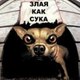 Cat Meme