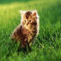Tom Le Chat