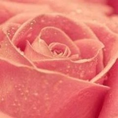 I Follow Back