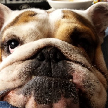 Grég Greg Metal Cover GMC