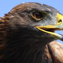 Strom Eagle