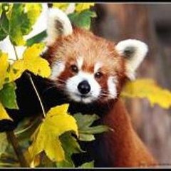 Funny animals