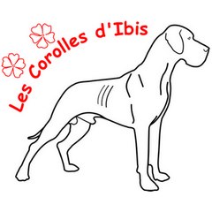 cdibis