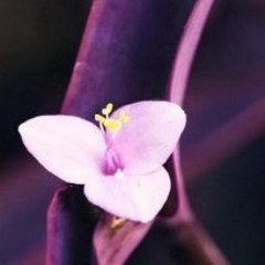 Eura Bonny