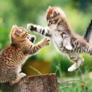 Football Fights