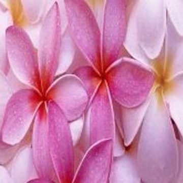 Animal Funny Compilation