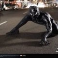 Animal Dance