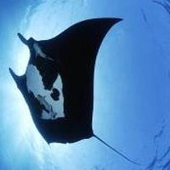 Animal Atlas Full Episodes