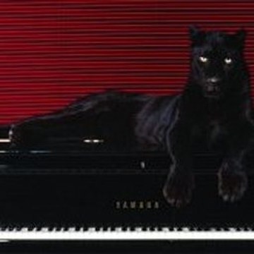 Animal Attacks Human