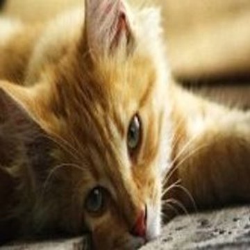 Funny Animals Compilation
