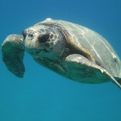 Sea Turtles