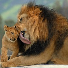 Wild Animal Zone