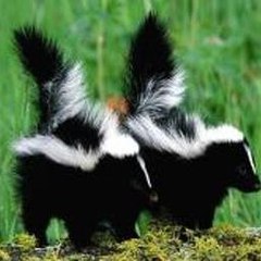 Cartoon Animals