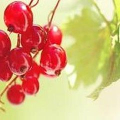 Funny Basketball Dunks