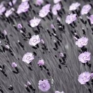 fun chemical experiments