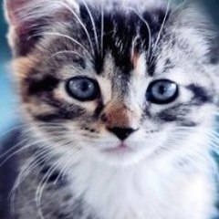 Good Animals