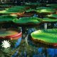 Nice Animals