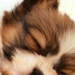 VinitaMeier Videogames