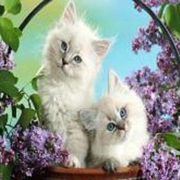 GriselSylvester Music