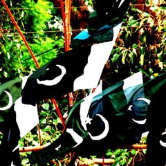 Pak Cric Song By Hasan Abbas