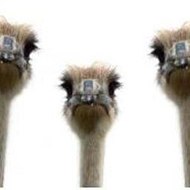 Cartoon cartoon fridays