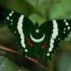 naeed anwar