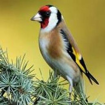 Tiger Woods PGA Tour 2005