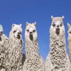 Pneuma  Breath of Life