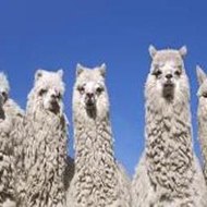 Pneuma  Breath of Life